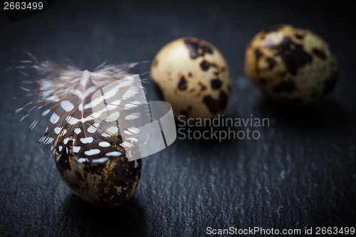 Image of Easter still life with quail eggs