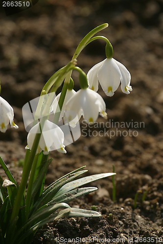 Image of Spring flowers in the field