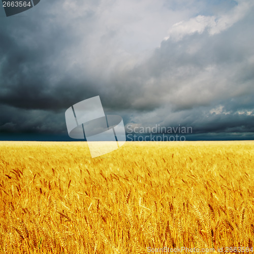 Image of dark clouds over field with barley