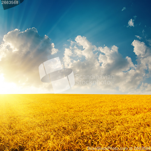 Image of golden barley and sunset in cloudy sky