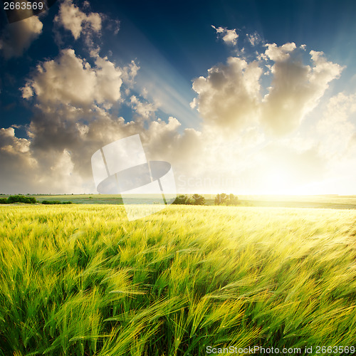 Image of sunset over green field with barley