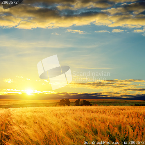 Image of clouds on sunset over field with barley