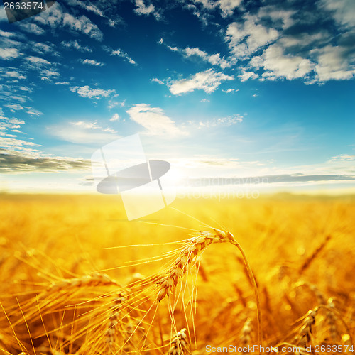 Image of field with golden harvest and sunset