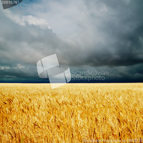 Image of dramatic clouds over golden field. rain before