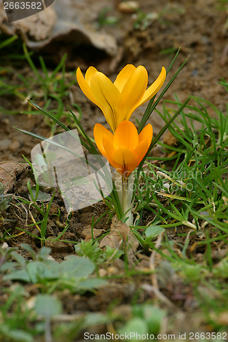 Image of Crocus