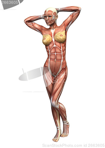 Image of Female Anatomy Figure