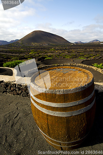 Image of   screw grapes wall crops  cultivation barrel