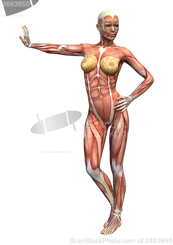 Image of Female Anatomy Figure