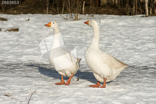 Image of White geese.