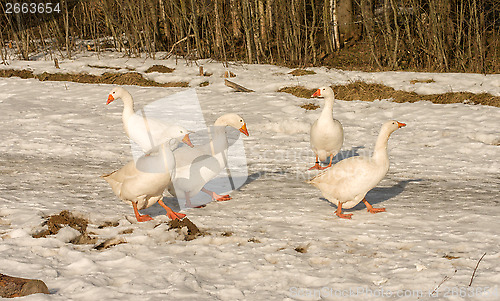 Image of White geese.