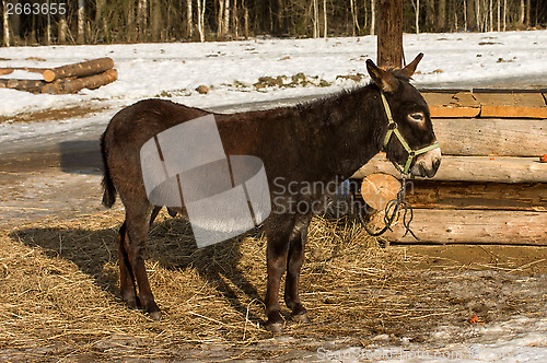 Image of Donkey.