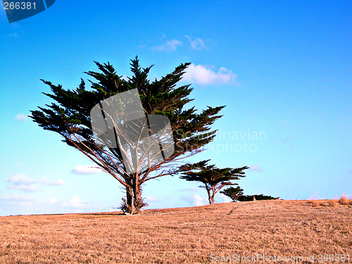 Image of Trees in dry field