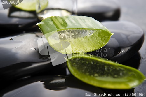 Image of Sliced aloe leaves with oil on the stone