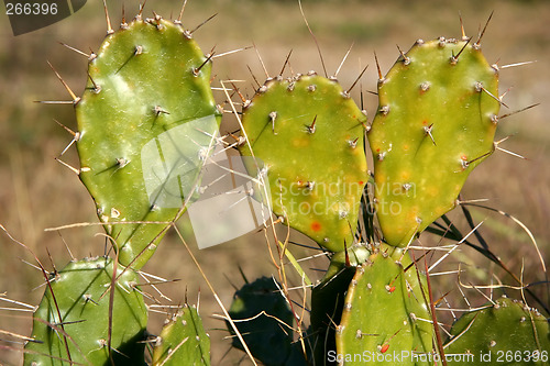 Image of Cactus