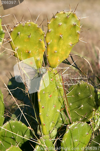 Image of Cactus