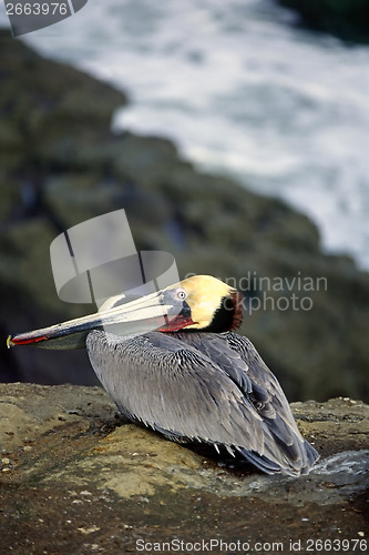 Image of Pelican