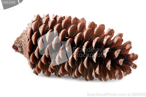 Image of Fir Cone