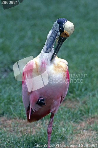 Image of Roseate Spoonbill