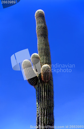 Image of Saguaro