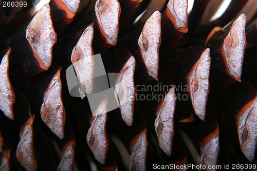 Image of Fir Cone