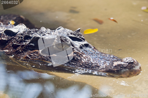 Image of Crocodile