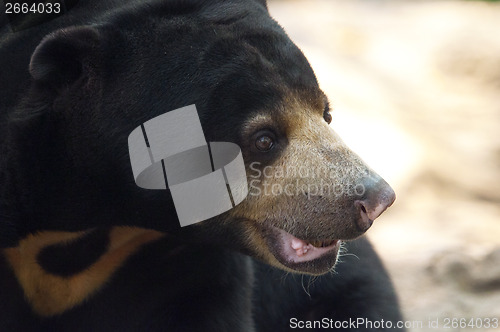 Image of Malayan sun bear