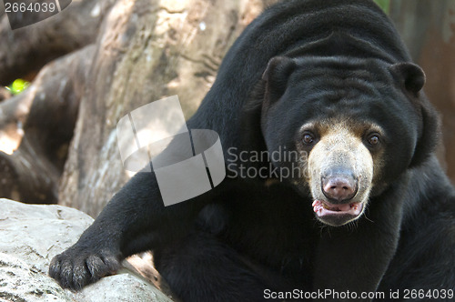 Image of Malayan sun bear