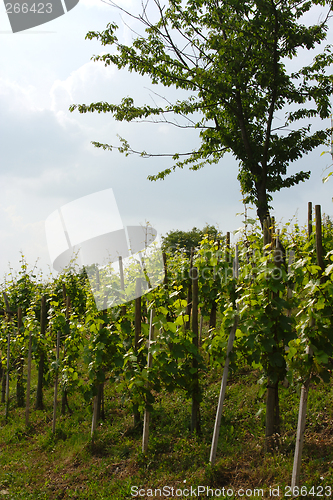 Image of vineyard