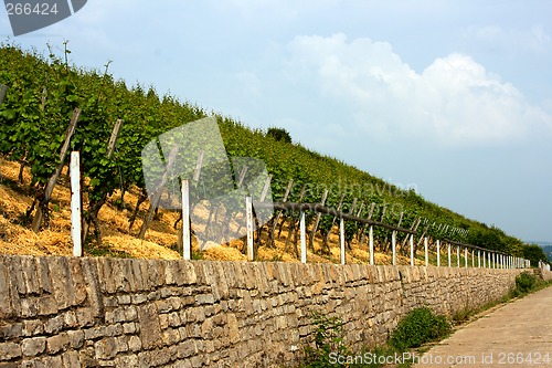 Image of vineyard