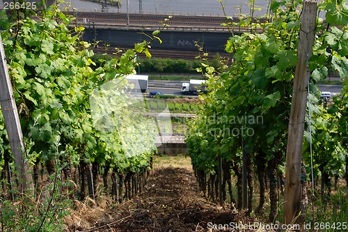 Image of vineyard