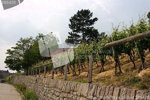 Image of vineyard