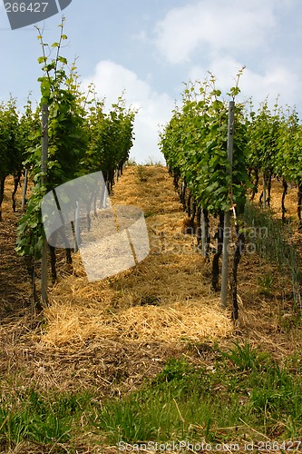 Image of vineyard