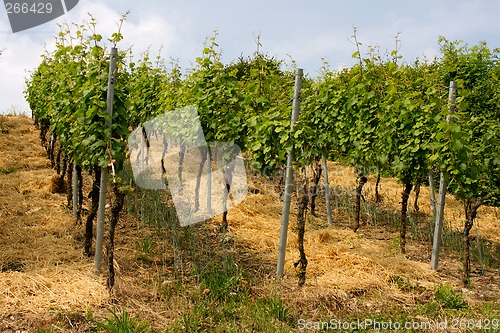 Image of vineyard