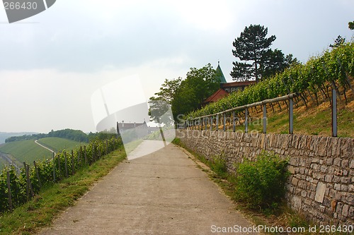 Image of vineyard