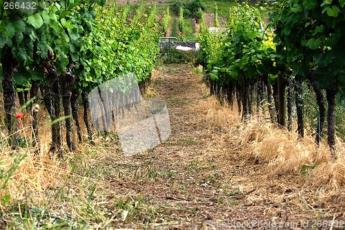 Image of vineyard