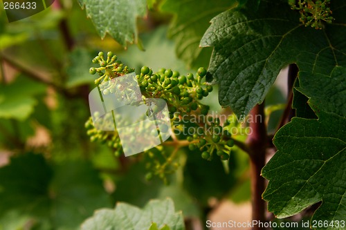 Image of vineyard