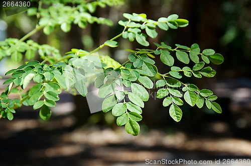 Image of branches and leaves of moringa tree