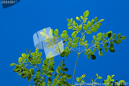 Image of young moringa tree against blue sky