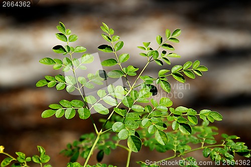 Image of young moringa tree in sunshine