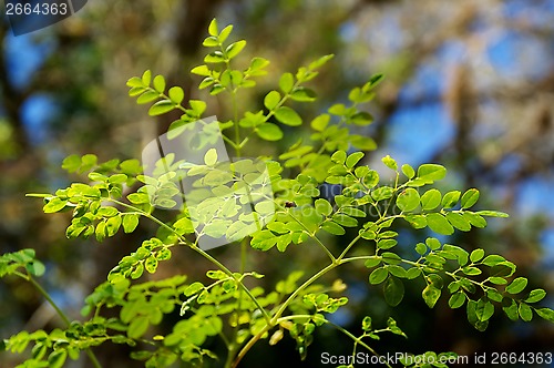 Image of young moringa tree leaves