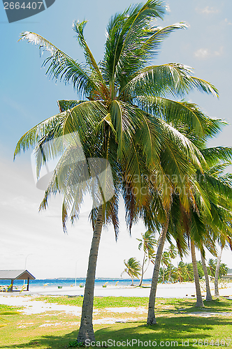 Image of Palm Tree Alley