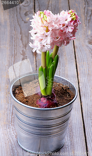 Image of Pink Hyacinths