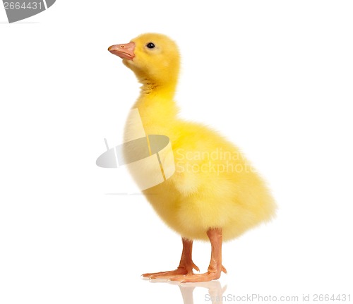 Image of Domestic gosling