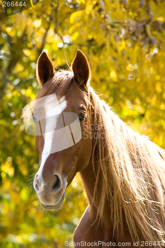 Image of horse on yellow