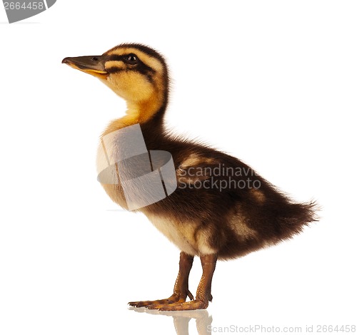 Image of Domestic duckling