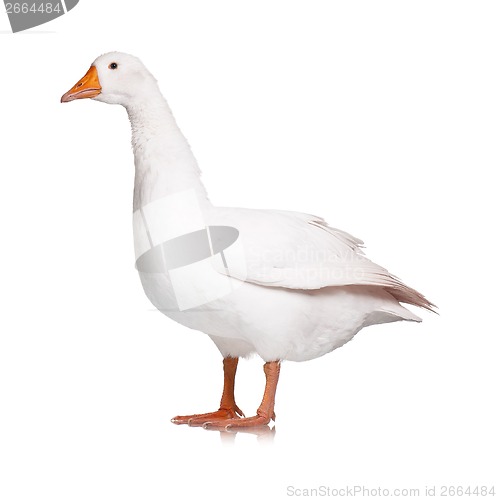 Image of Domestic goose