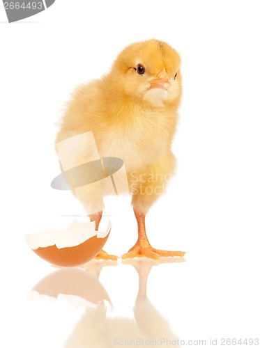 Image of Little chicken