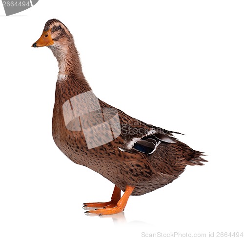 Image of Domestic duck