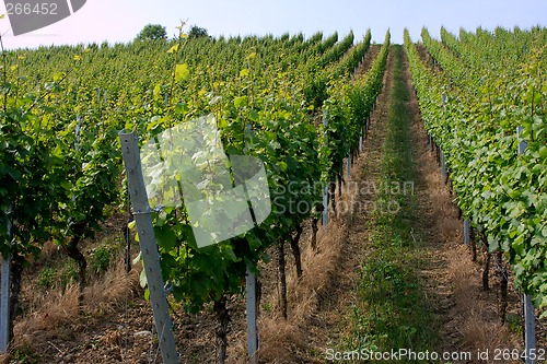 Image of vineyard