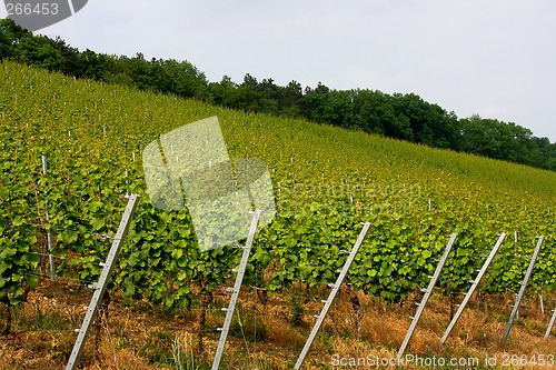 Image of vineyard